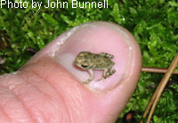 Fowler's Toad metamorph 